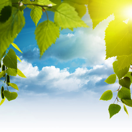 Summer foliage against blue skies and bright sunの写真素材