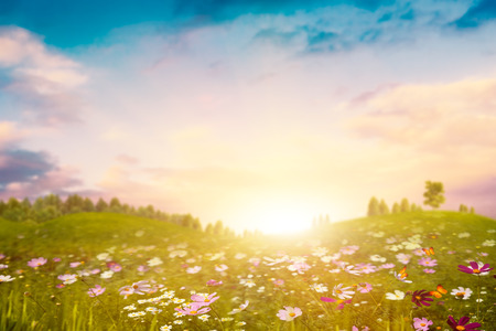 Summer evening on the meadow. Abstract environmental backgroundsの写真素材