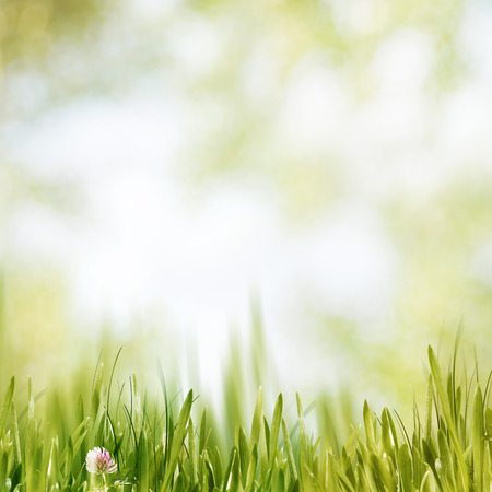 Beauty summer afternoon, abstract environmental backgroundsの写真素材