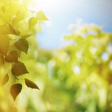 Beauty summer afternoon, abstract environmental backgroundsの写真素材