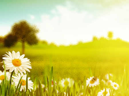 Bright summer afternoon. の写真素材