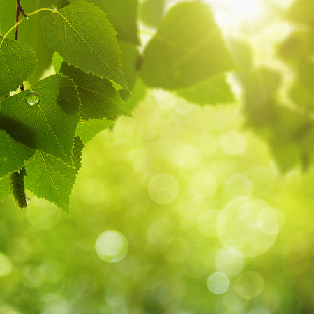 Abstract natural backgrounds with beauty bokehの写真素材