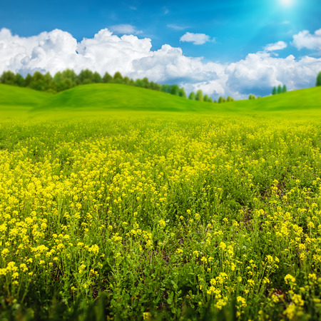 Beauty summer day on the meadow, abstract rural landscape for your designの写真素材
