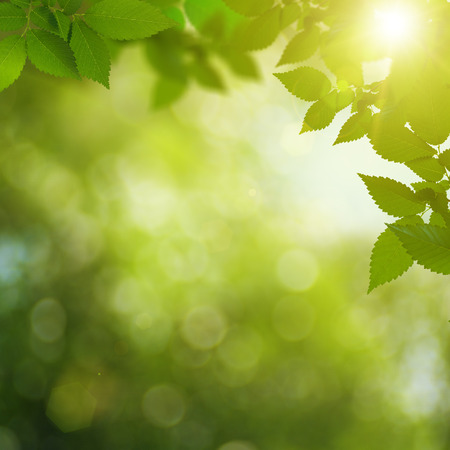 Summer garden abstract environmental の写真素材