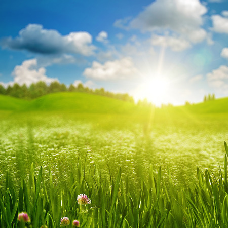 Green grass on the sunny meadow under the bright summer sunの写真素材