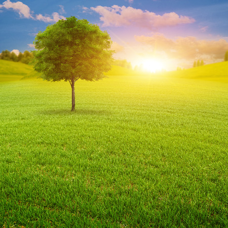 Early morning on the green summer meadowの写真素材