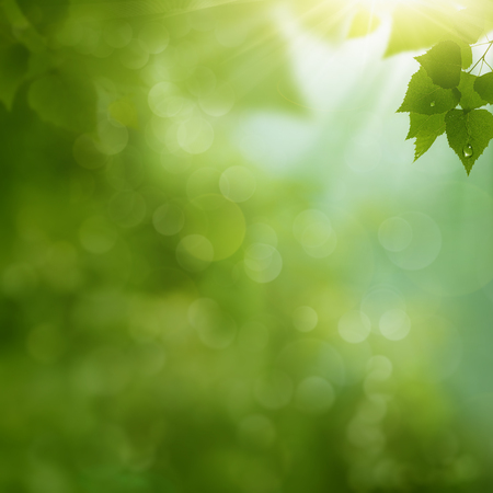 Morning dew on the summer foliage, environmental backgroundsの写真素材
