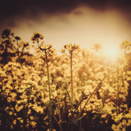 Dramatic sunset on the meadow, abstract natural landscape with wild flowersの写真素材