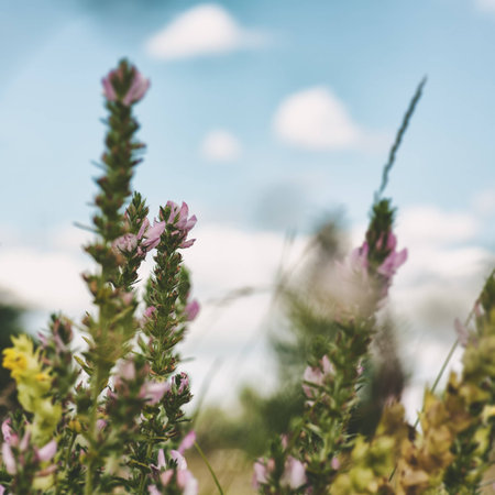 wild flowers on the meadow. Environmental backgroundsの写真素材