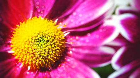 Abstract floral backgrounds with gerbera flowersの写真素材