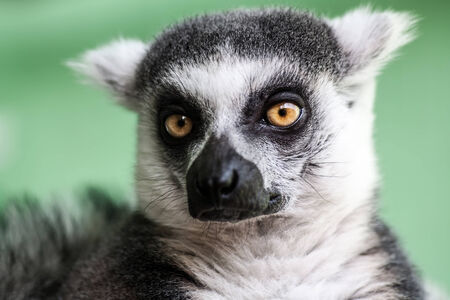 Beauty lemur portrait, abstract natural backgroundの写真素材