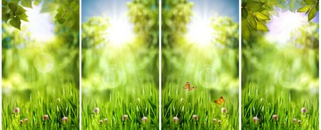 Set of assorted natural banners for your designの写真素材