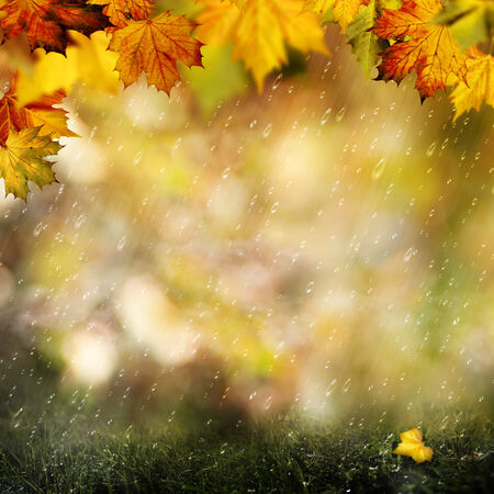 November rain. Beauty autumnal backgrounds with falling leaves for your designの写真素材
