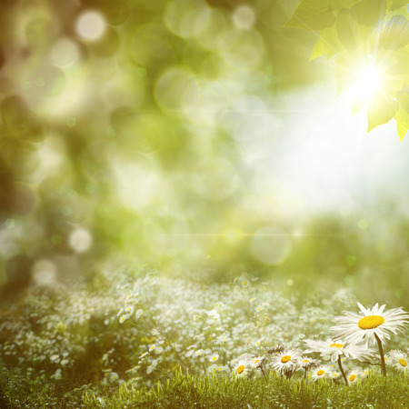 Summer noon backgrounds with beauty daisy flowersの写真素材