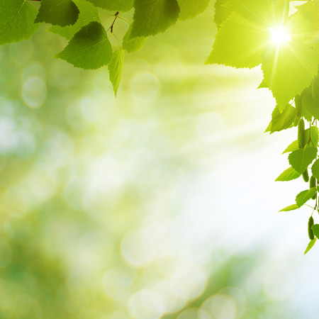 Summer seasonal backgrounds for your design Summer seasonal backgrounds for your design
