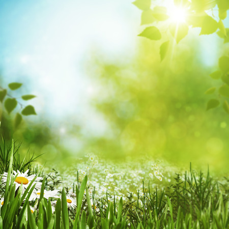 Summer seasonal backgrounds with daisy flowers for your designの写真素材