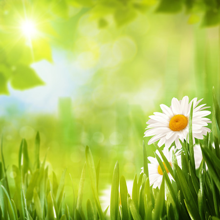 Summer seasonal backgrounds with daisy flowers for your designの写真素材