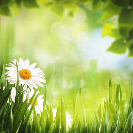 Summer seasonal backgrounds with daisy flowers for your designの写真素材