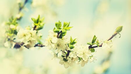 Beauty spring backgrounds with apple tree flowersの写真素材