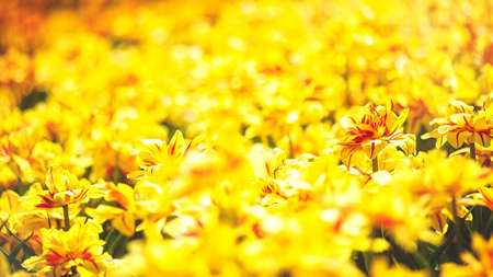 Yellow tulip, abstract natural backgrounds