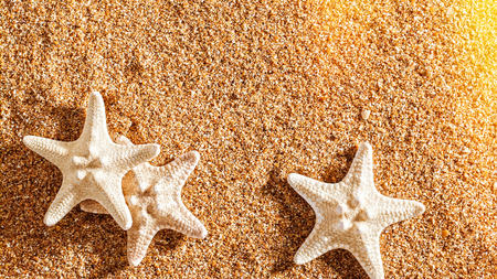 Summer trip still life over sand. Shellfish and starfishの写真素材