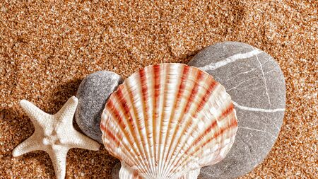 Summer trip still life over sand. Shellfish and starfishの写真素材