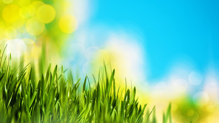 Natural backgrounds with green foliage under bright summer sunの写真素材