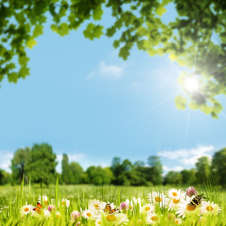 Beauty summer day on the meadow, natural backgroundsの写真素材