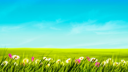 Shiny summer day on the meadow, natural backgroundsの写真素材