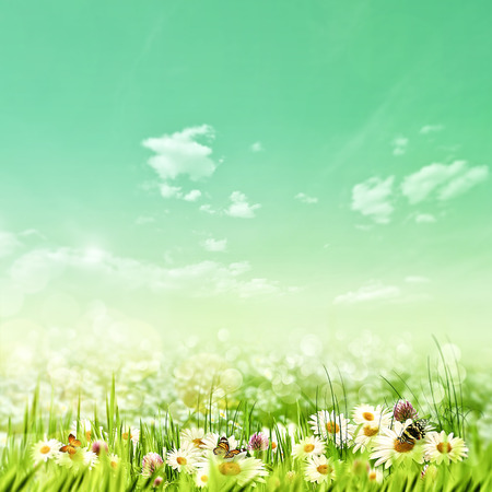 Shiny summer day on the meadow, natural backgroundsの写真素材