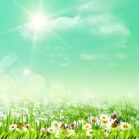 Shiny summer day on the meadow, natural backgroundsの写真素材