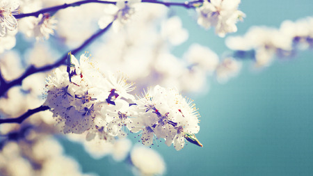 Apricot tree flower, natural abstract backgroundsの写真素材