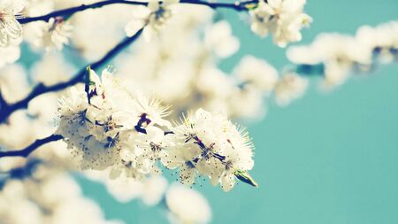 Apricot tree flower, natural abstract backgroundsの写真素材