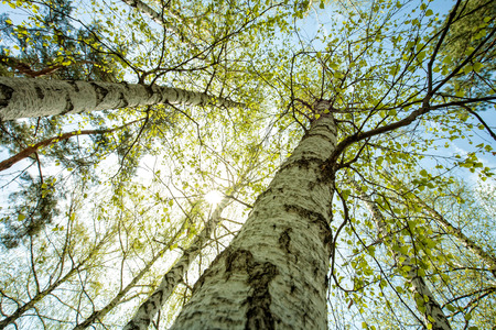 Birch forest, abstract natural backgrounds