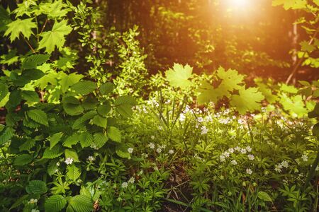 Beauty morning in the spring forest, natural backgroundsの写真素材