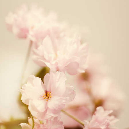 Sakura flowers, soft abstract floral backgroundsの写真素材