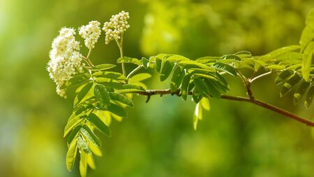 Rawan flowers, abstract floral backgrounds for your designの写真素材