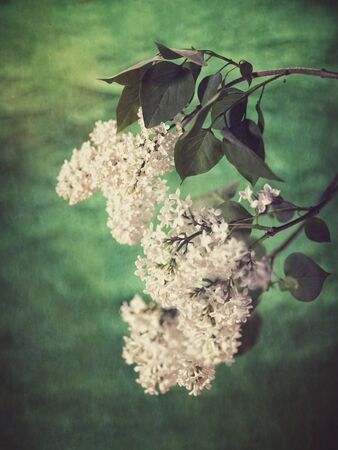 lilac flowers. grungy floral backgroundsの写真素材
