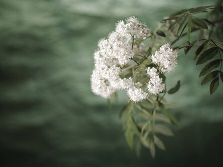 Rawan flowers, retro floral backgrounds with faded colorsの写真素材