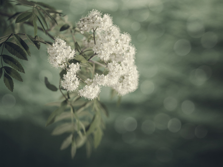 Rawan flowers, retro floral backgrounds with faded colorsの写真素材