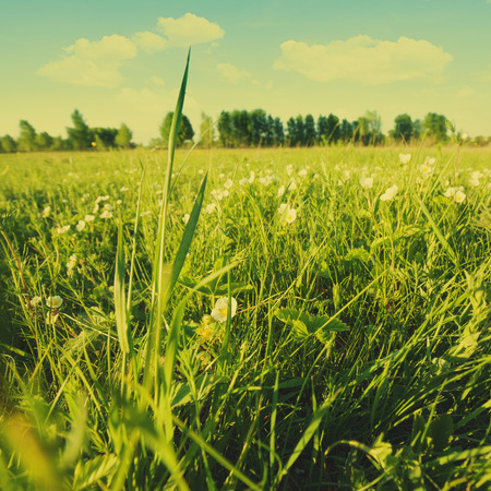 Beauty summer day on the meadow, natural landscapeの写真素材