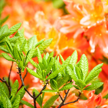 Beauty rhododendron flowers, abstract floral backgroundsの写真素材