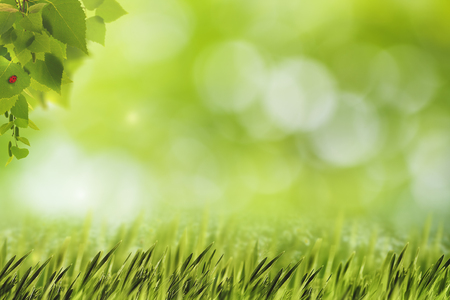 Abstract natural backgrounds with green grass, birch foliage and beauty bokehの写真素材