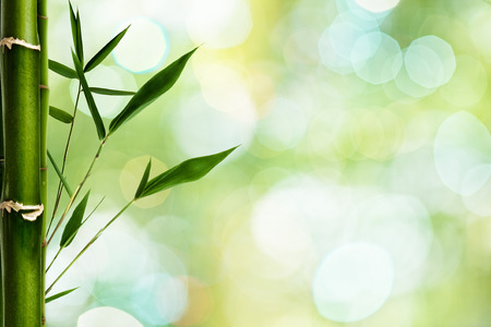 Bamboo grfass against green backgrounds with beauty bokehの写真素材