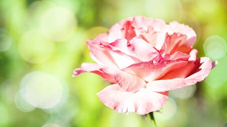 Panoramic floral backgrounds with pink flower and beauty bokehの写真素材