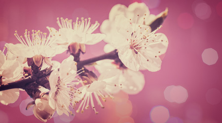 Beauty natural backgrounds with cherry flowers and beauty bokehの写真素材