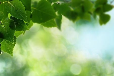 Abstract natural backgrounds. Green leaves with morning dewの写真素材