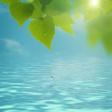 Abstract natural backgrounds. Green leaves with morning dewの写真素材