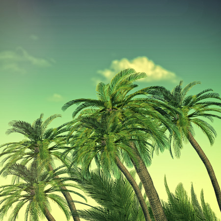 Summer trip backgrounds with palm treeの写真素材