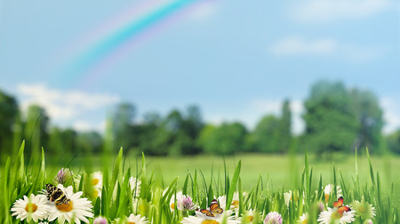 Beauty summer day with daisy flowers and bokeh, natural bannerの写真素材